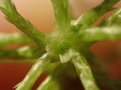 Sphagnum girgensohnii