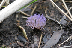 Ramariopsis pulchella