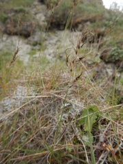 Poa alpigena