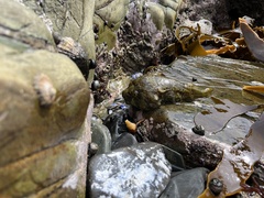 Chorisochismus dentex