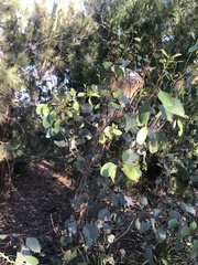 Eucalyptus cladocalyx