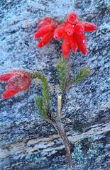 Erica cerinthoides cerinthoides