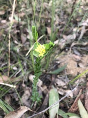 Pimelea flava