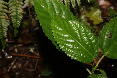 Dendrocnide photiniiphylla