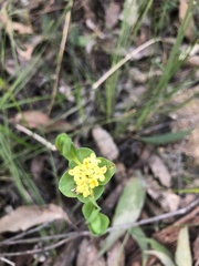 Pimelea flava