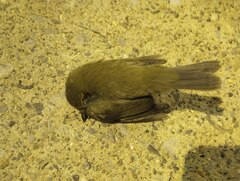 Setophaga caerulescens