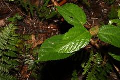 Dendrocnide photiniiphylla