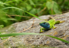 Lacerta viridis