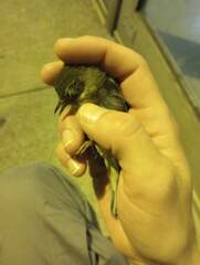 Setophaga caerulescens