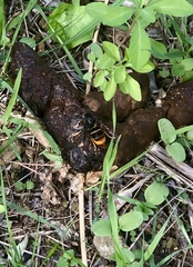 Vespa velutina