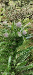 Cirsium nivale