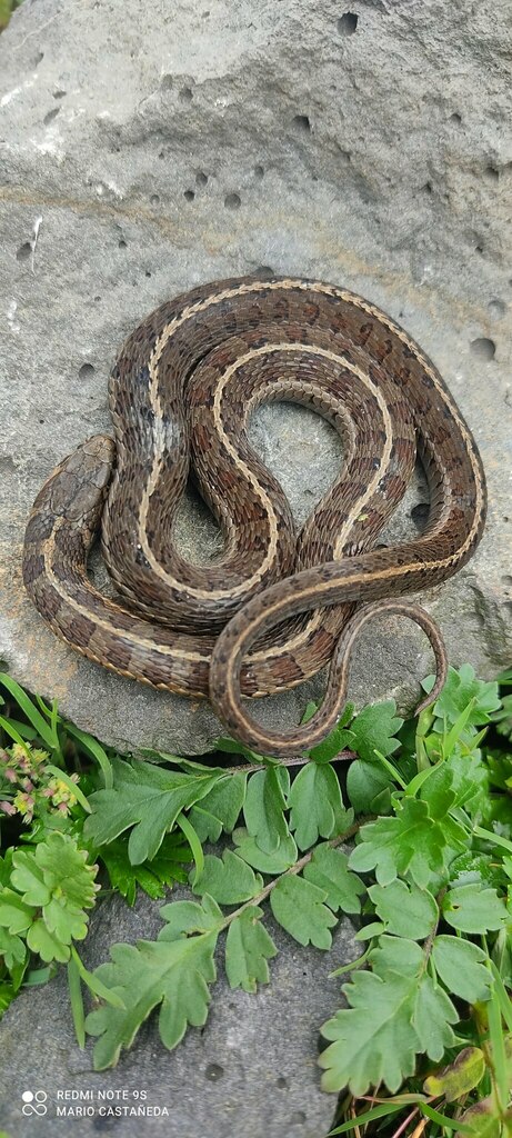 Longtail Alpine Garter Snake From Cd. De México, México On September 11 ...