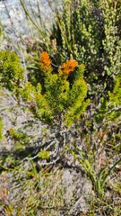 Cliffortia