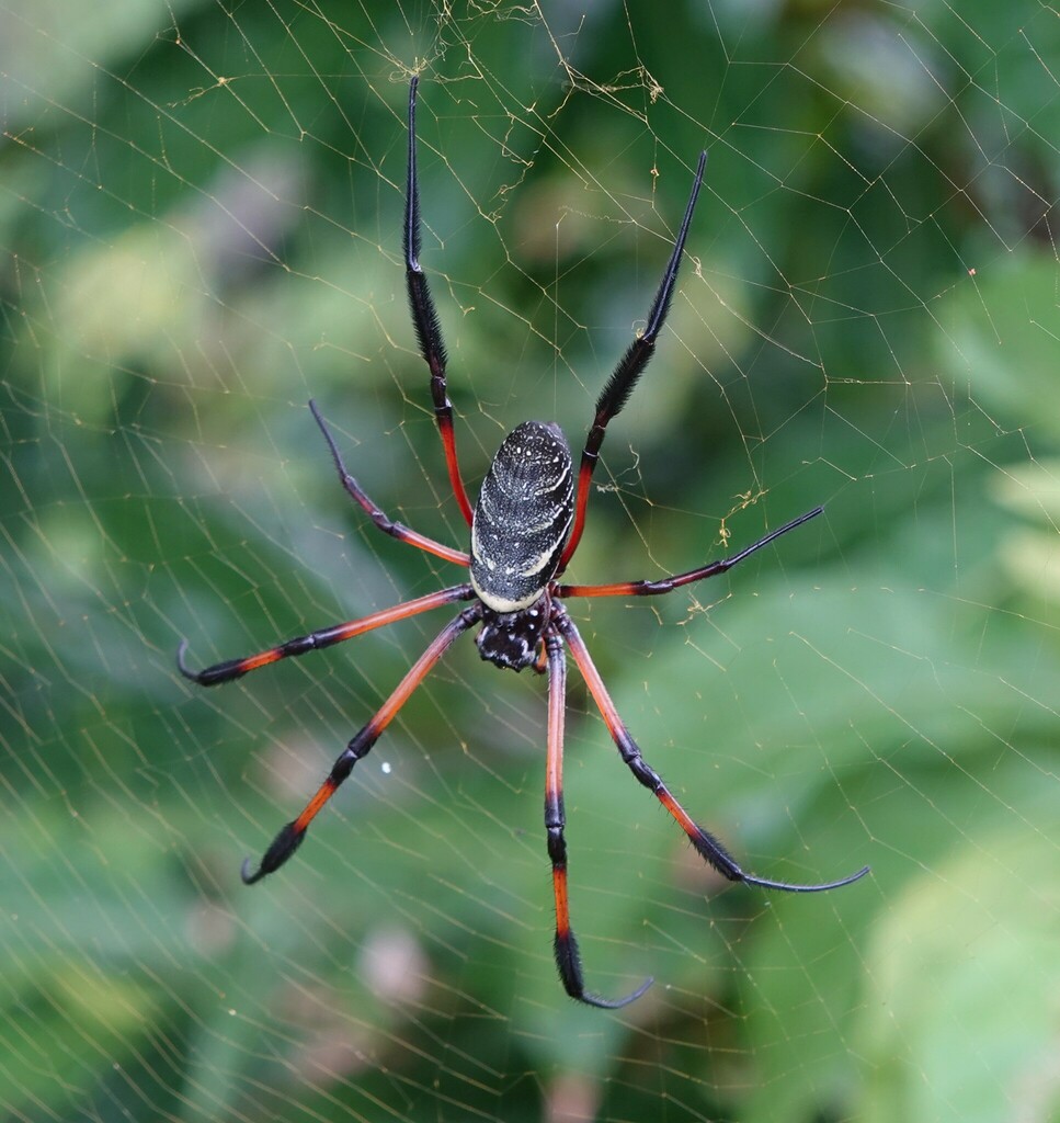 Nephila comorana