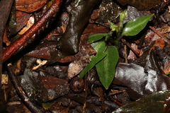 Cheirostylis notialis