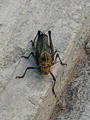 Taeniopoda tamaulipensis