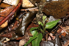 Cheirostylis notialis