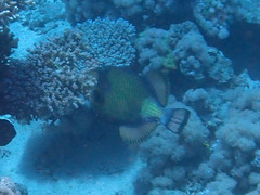 Balistoides viridescens