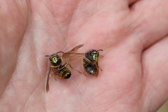Dolichovespula saxonica