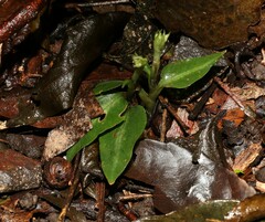 Cheirostylis notialis