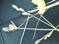 Carex buxbaumii