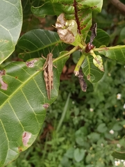 Stenocatantops cornelii
