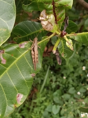 Stenocatantops cornelii