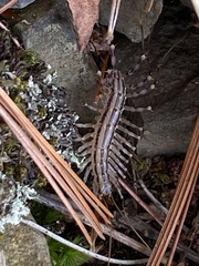 Scutigeromorpha