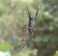 Nephila comorana