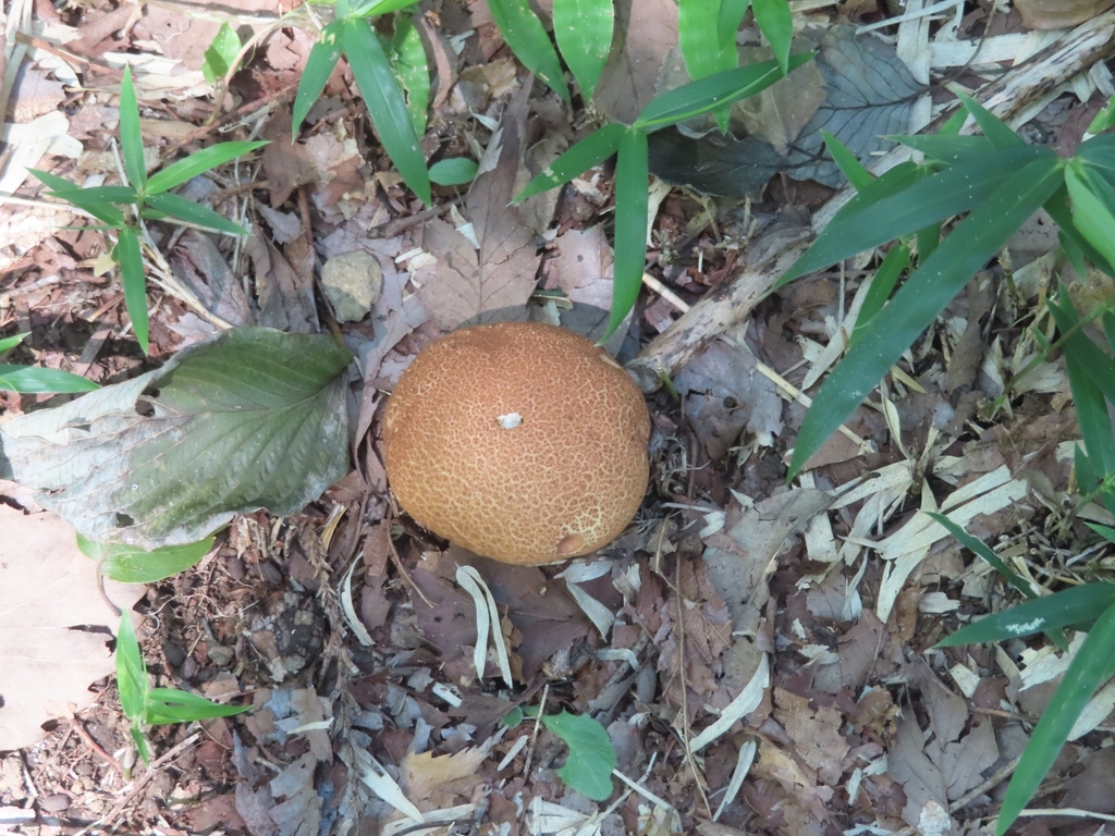 Calvatia craniiformis · September 2022 · photo: © mami_t_t (iNaturalist, cc-by)