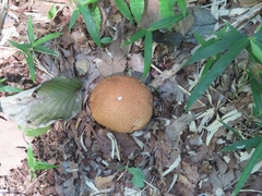 ノウタケ