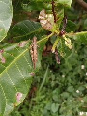 Stenocatantops cornelii