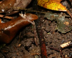 Danhatchia copelandii