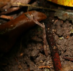 Danhatchia copelandii