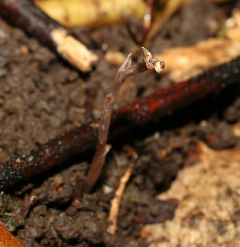 Image of Danhatchia copelandii by (c) Greg Tasney, some rights reserved (CC BY-SA)