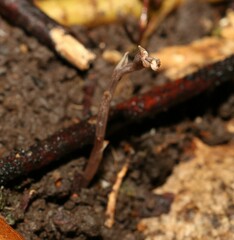 Danhatchia copelandii