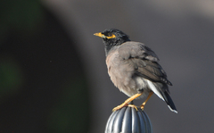 Acridotheres tristis