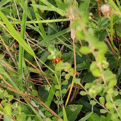 Coccinella transversalis
