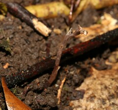 Danhatchia copelandii