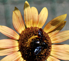 Xylocopa valga