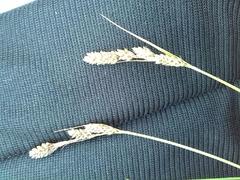 Carex hartmanii
