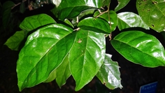 Elaeagnus conferta