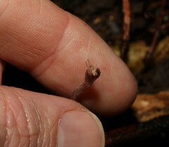 Danhatchia copelandii