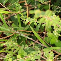 Coccinella transversalis