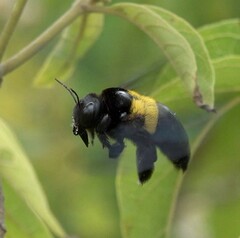 Xylocopa caffra