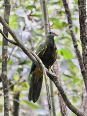 Ptilinopus magnificus