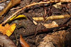 Danhatchia copelandii