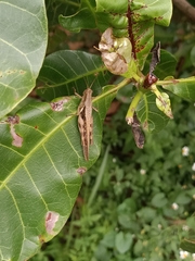 Stenocatantops cornelii