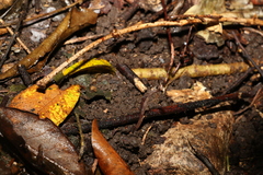 Danhatchia copelandii