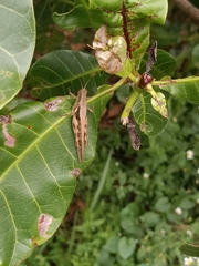 Stenocatantops cornelii